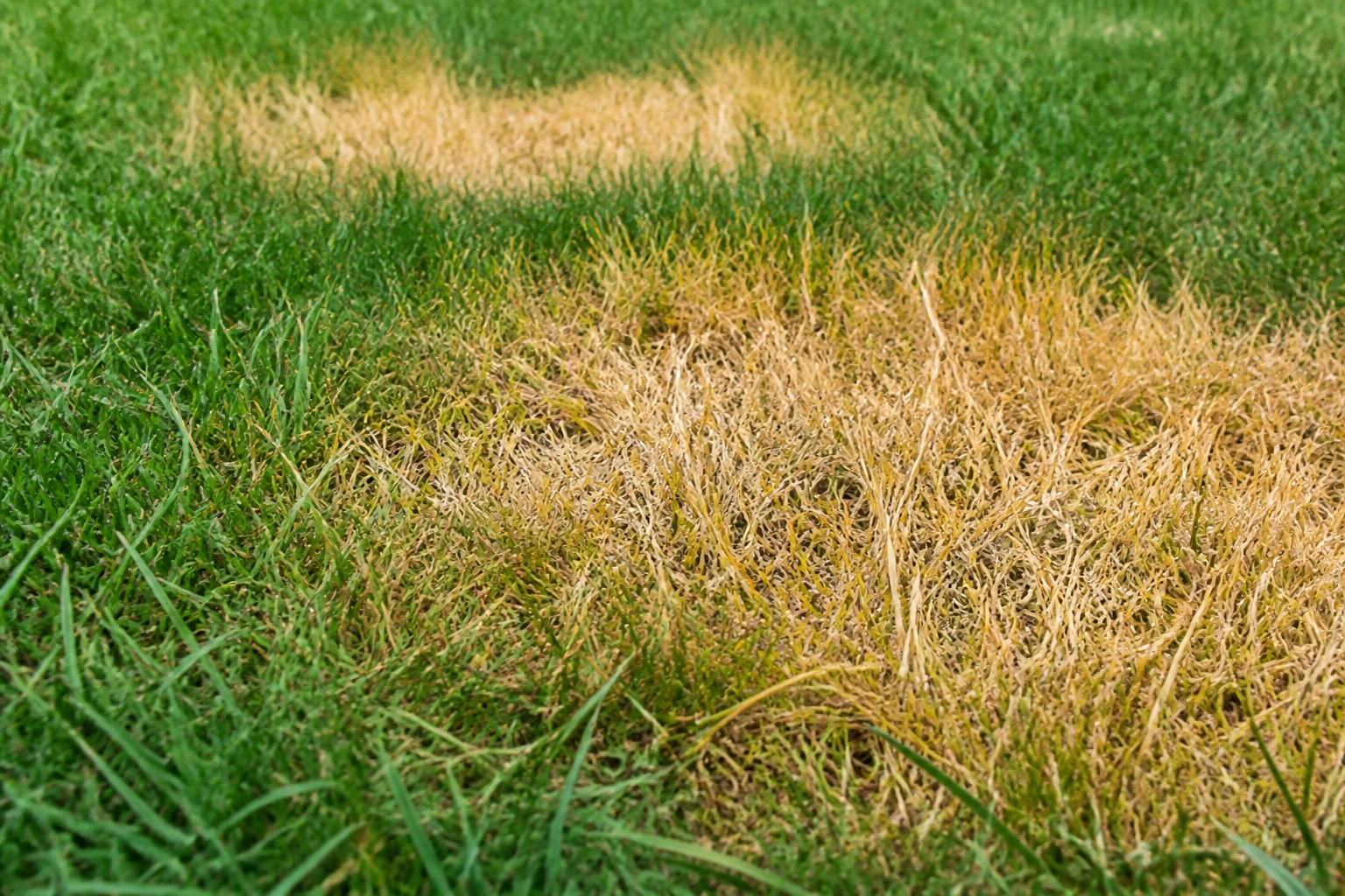 Close up of yellow grass spots caused by dog waste