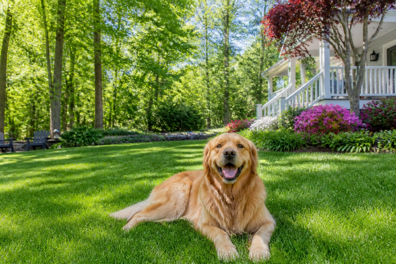 Why Consistency is Key for a Clean Yard